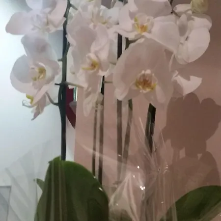 Innvatican Πανσιόν Ρώμη